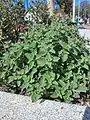 Nepeta crassifolia • پونه‌سای ورسکی