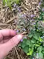 Nepeta crassifolia • پونه‌سای ورسکی