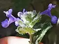 Nepeta crassifolia • پونه‌سای ورسکی