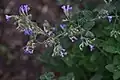 Nepeta crassifolia • پونه‌سای ورسکی