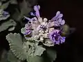 Nepeta crassifolia • پونه‌سای ورسکی