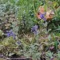 Nepeta crassifolia • پونه‌سای ورسکی