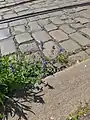 Nepeta crassifolia • پونه‌سای ورسکی