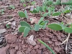 Coronilla scorpioides • یونجه باغی عقربی