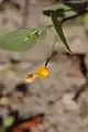 Coronilla scorpioides • یونجه باغی عقربی