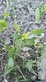 Coronilla scorpioides • یونجه باغی عقربی