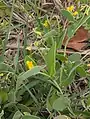 Coronilla scorpioides • یونجه باغی عقربی