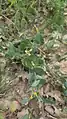 Coronilla scorpioides • یونجه باغی عقربی