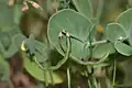 Coronilla scorpioides • یونجه باغی عقربی