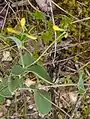 Coronilla scorpioides • یونجه باغی عقربی