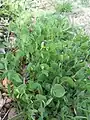 Coronilla scorpioides • یونجه باغی عقربی