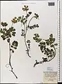 Coronilla orientalis • یونجه باغی زرد