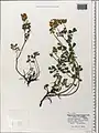 Coronilla orientalis • یونجه باغی زرد