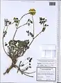 Coronilla orientalis • یونجه باغی زرد