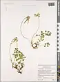Coronilla orientalis • یونجه باغی زرد