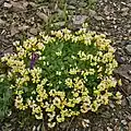 Coronilla orientalis • یونجه باغی زرد