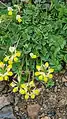 Coronilla orientalis • یونجه باغی زرد