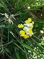 Coronilla orientalis • یونجه باغی زرد