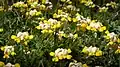 Coronilla orientalis • یونجه باغی زرد