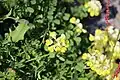 Coronilla orientalis • یونجه باغی زرد