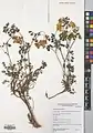Coronilla orientalis • یونجه باغی زرد