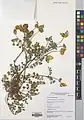 Coronilla orientalis • یونجه باغی زرد