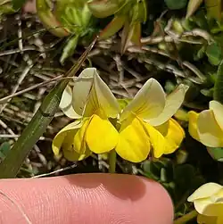 Coronilla orientalis • یونجه باغی زرد