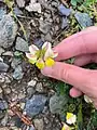 Coronilla orientalis • یونجه باغی زرد