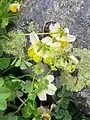 Coronilla orientalis • یونجه باغی زرد