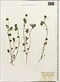 Trifolium leucanthum • شبدر سفید پرچم