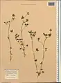 Trifolium leucanthum • شبدر سفید پرچم