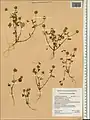 Trifolium leucanthum • شبدر سفید پرچم