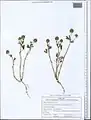 Trifolium leucanthum • شبدر سفید پرچم