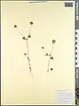 Trifolium leucanthum • شبدر سفید پرچم