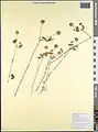Trifolium leucanthum • شبدر سفید پرچم