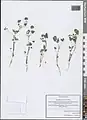 Trifolium leucanthum • شبدر سفید پرچم