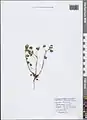 Trifolium leucanthum • شبدر سفید پرچم