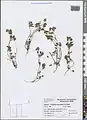 Trifolium leucanthum • شبدر سفید پرچم