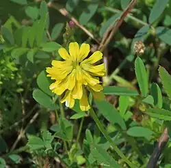 Trigonella spicata • شنبلیله سنبلهای