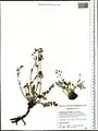 Potentilla polyschista • پنجه‌برگ کوهسری