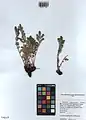 Potentilla polyschista • پنجه‌برگ کوهسری