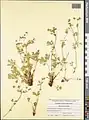 Potentilla radiata • پنجه‌برگ شعاعی