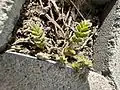 Potentilla supina • پنجهبرگ فرشی