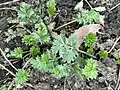 Potentilla supina • پنجهبرگ فرشی