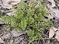 Potentilla supina • پنجهبرگ فرشی