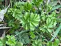 Potentilla supina • پنجهبرگ فرشی