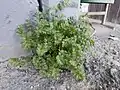 Potentilla supina • پنجهبرگ فرشی