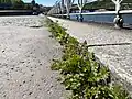 Potentilla supina • پنجهبرگ فرشی