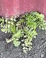 Potentilla supina • پنجهبرگ فرشی