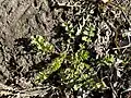 Potentilla supina • پنجهبرگ فرشی